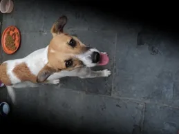 Cachorro raça Srd idade 1 ano nome Fredy