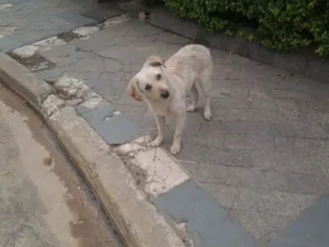 Cachorro raça SRD idade 3 anos nome Nenem