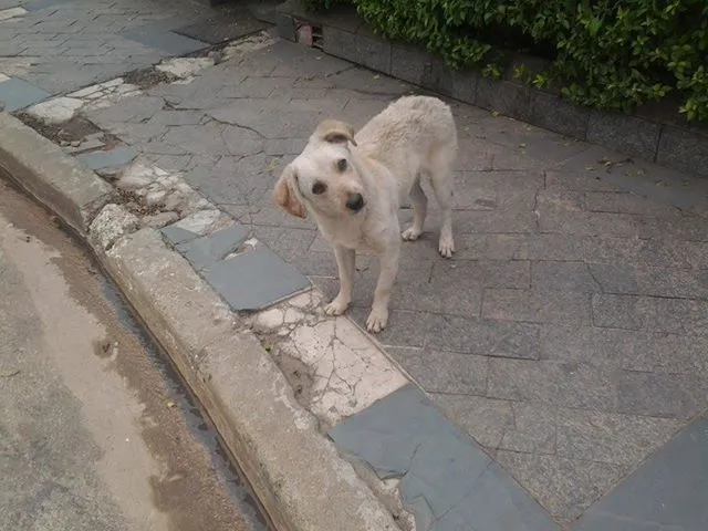 Cachorro ra a SRD idade 3 anos nome Nenem