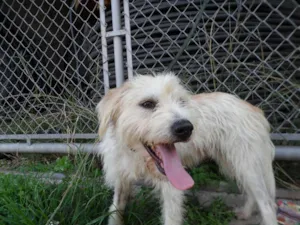 Cachorro raça SRD idade 1 ano nome Tony