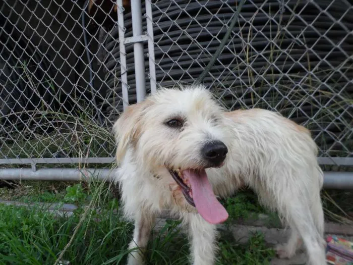 Cachorro ra a SRD idade 1 ano nome Tony
