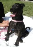 Cachorro ra a SRD idade 2 a 6 meses nome Odara