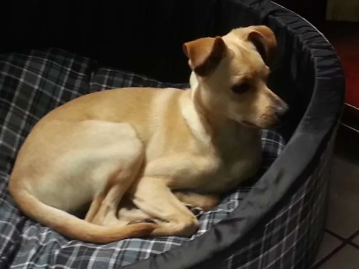 Cachorro ra a SRD idade 7 a 11 meses nome Henzo
