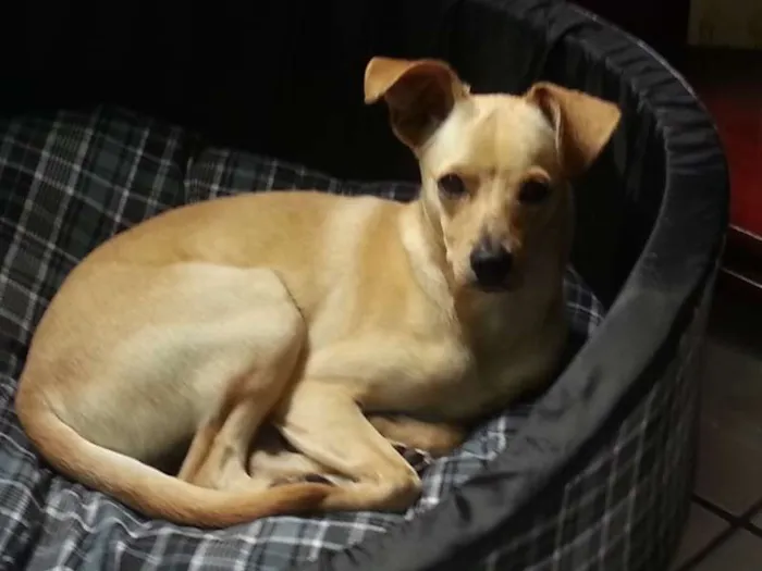 Cachorro ra a SRD idade 7 a 11 meses nome Henzo