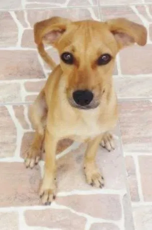 Cachorro raça Poodle & Pé Duro idade 1 ano nome Bilú & Snape