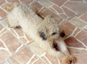 Cachorro raça Poodle & Pé Duro idade 1 ano nome Bilú & Snape