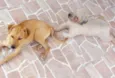 Bilú & Snape