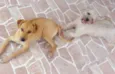 Bilú & Snape