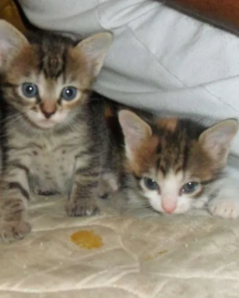 Gato raça SRD idade Abaixo de 2 meses nome malhadinha