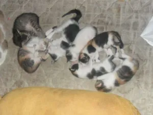 Gato raça SRD idade Abaixo de 2 meses nome malhadinha