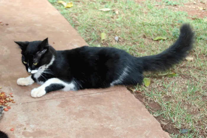 Gato ra a srd idade  nome Veludo