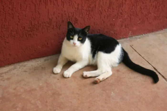 Gato ra a srd idade  nome Joaninha