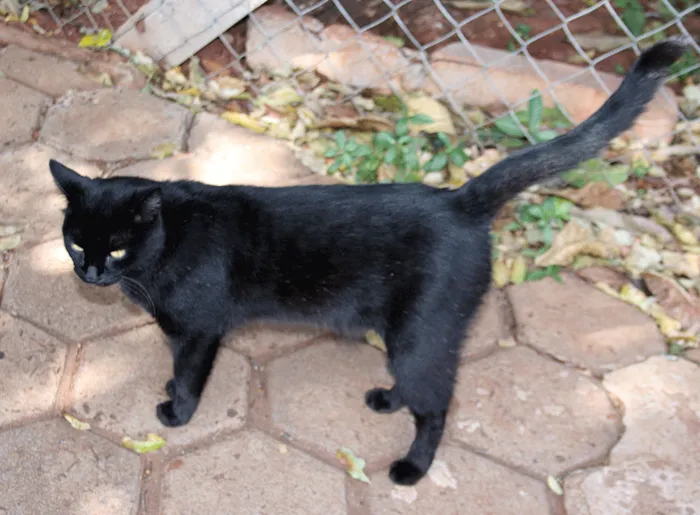 Gato ra a srd idade  nome Mingau