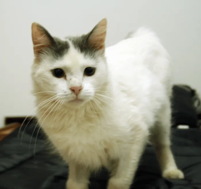 Gato ra a srd idade  nome Pluma Branca