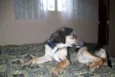 Toby