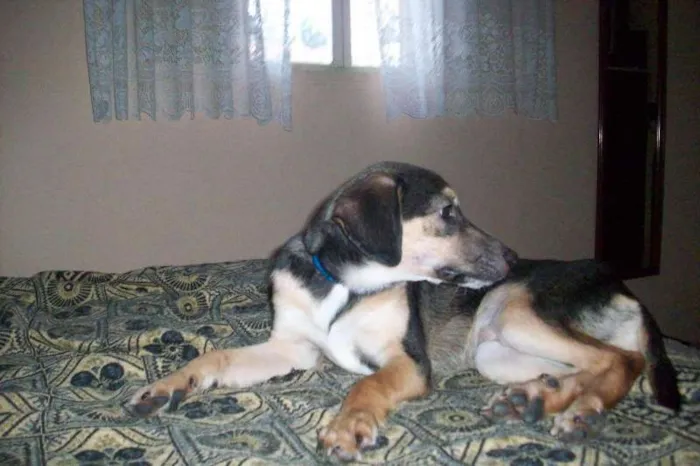Cachorro ra a SRD idade 7 a 11 meses nome Toby