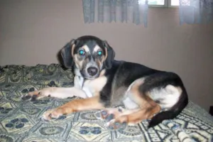 Cachorro raça SRD idade 7 a 11 meses nome Toby
