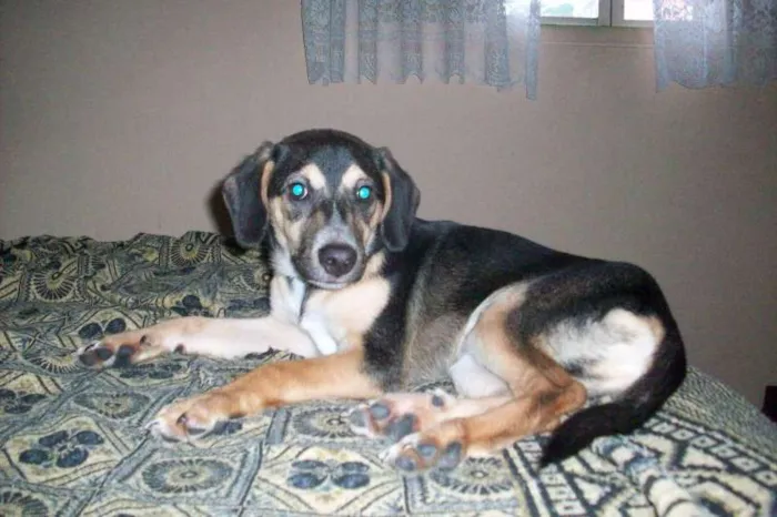 Cachorro ra a SRD idade 7 a 11 meses nome Toby
