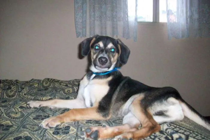 Cachorro ra a SRD idade 7 a 11 meses nome Toby