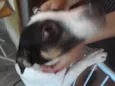 Japa