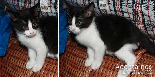 Gato ra a srd idade 2 a 6 meses nome sem nome
