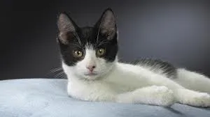 Gato ra a srd idade 2 a 6 meses nome sem nome