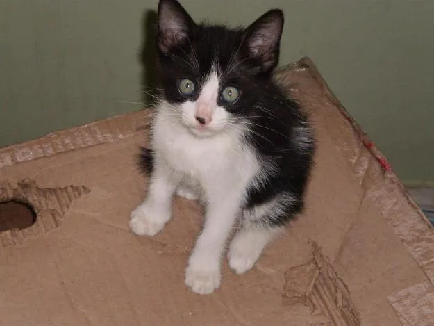 Gato ra a srd idade 2 a 6 meses nome sem nome