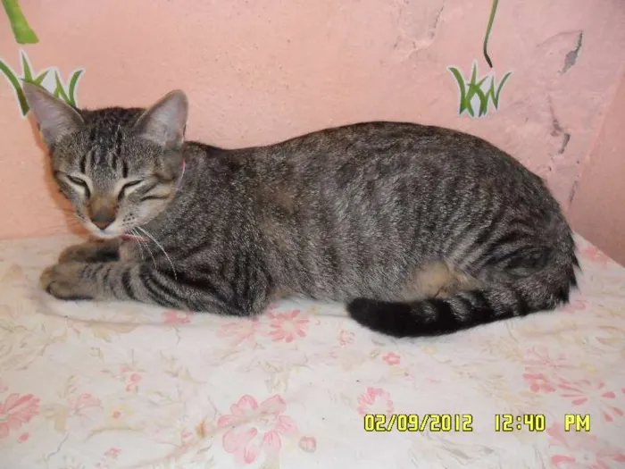Gato raça vira-lata idade 2 a 6 meses nome Fiona