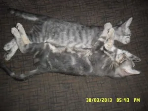 Gato raça vira-lata idade 2 a 6 meses nome Fiona