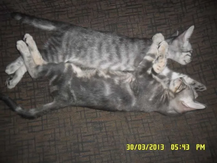 Gato raça vira-lata idade 2 a 6 meses nome Fiona