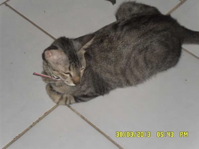 Gato raça vira-lata idade 2 a 6 meses nome Fiona