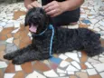 Pretinha