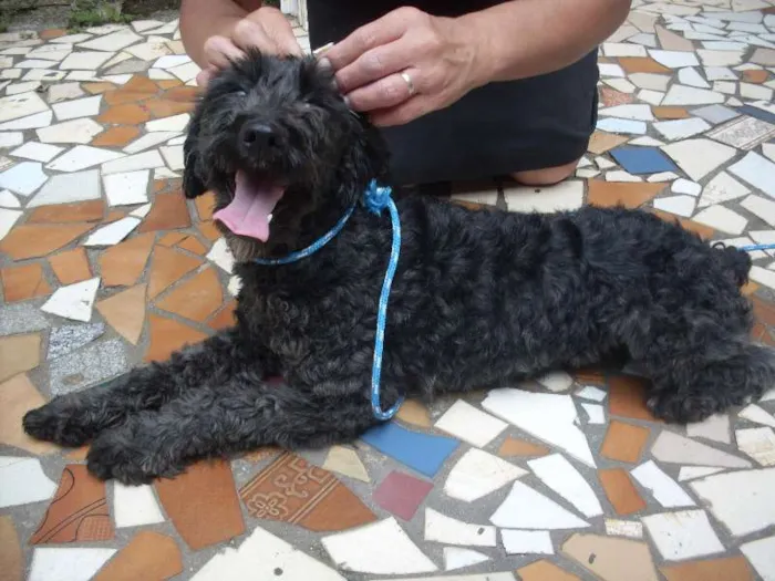 Cachorro ra a Poodle idade 1 ano nome Pretinha