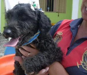 Cachorro raça Poodle idade 1 ano nome Pretinha