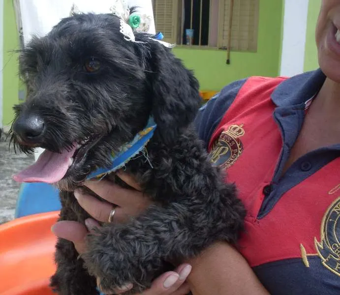 Cachorro ra a Poodle idade 1 ano nome Pretinha