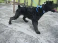 Pretinha