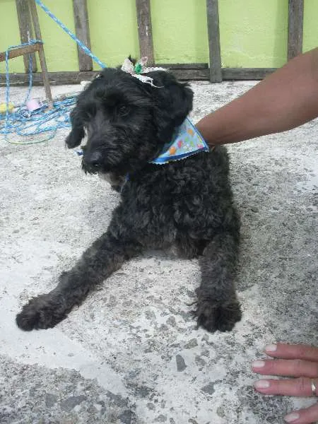Cachorro ra a Poodle idade 1 ano nome Pretinha
