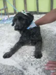 Pretinha
