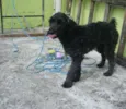 Pretinha