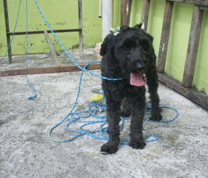 Cachorro ra a Poodle idade 1 ano nome Pretinha