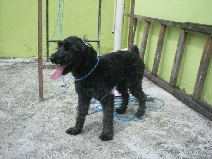 Cachorro ra a Poodle idade 1 ano nome Pretinha