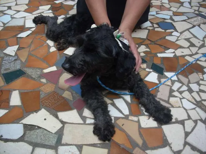 Cachorro ra a Poodle idade 1 ano nome Pretinha