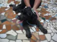 Pretinha