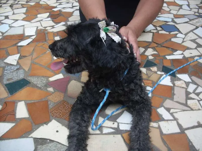 Cachorro ra a Poodle idade 1 ano nome Pretinha