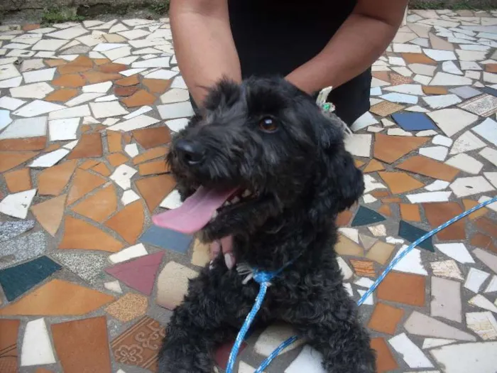 Cachorro ra a Poodle idade 1 ano nome Pretinha