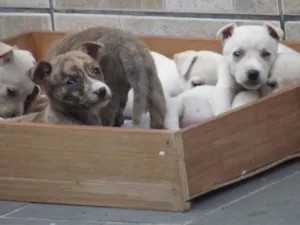 Cachorro raça SRD idade 2 a 6 meses nome s/nome