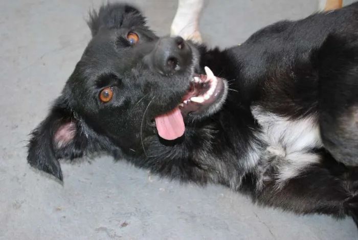 Cachorro ra a SRD idade 2 anos nome Meia Noite