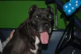Chacal