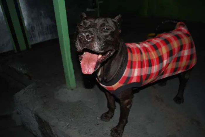 Cachorro ra a Pit-Bull idade 4 anos nome Chacal