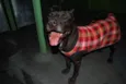 Chacal